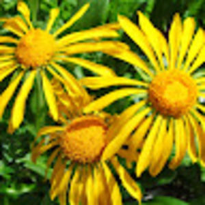 Meet your Posher, Melanie